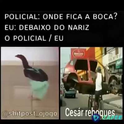 Sim
