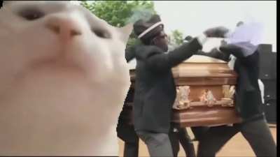 Vibing cat says goodbye