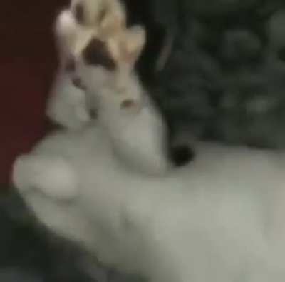 não intendi