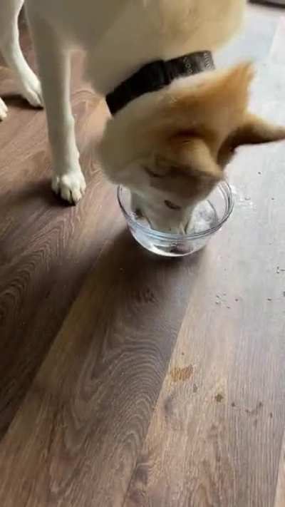 You&rsquo;ve heard of the game bobbing for apples. Well my dog likes to play bobbing for ice cubes.