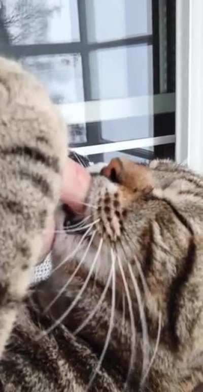Our cat does that since we got him out of the shelter