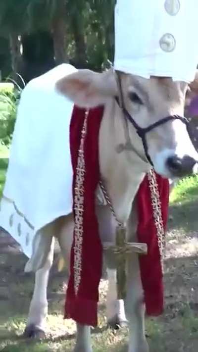 Holy Cow