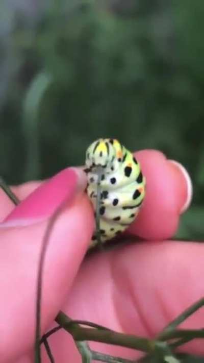 Caterpillars have been called "eating machines", &amp;amp; eat leaves voraciously.Their appearance can often repel predators: its markings can make it seem poisonous, or bigger in size, thus threatening/non-edible.Some types of caterpillars are poisonous or d