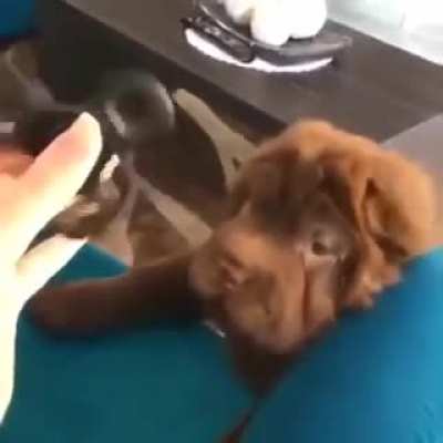 Pupper gets bamboozled
