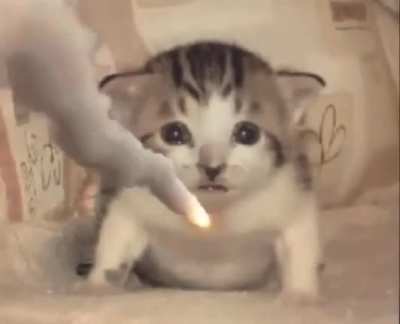 😿