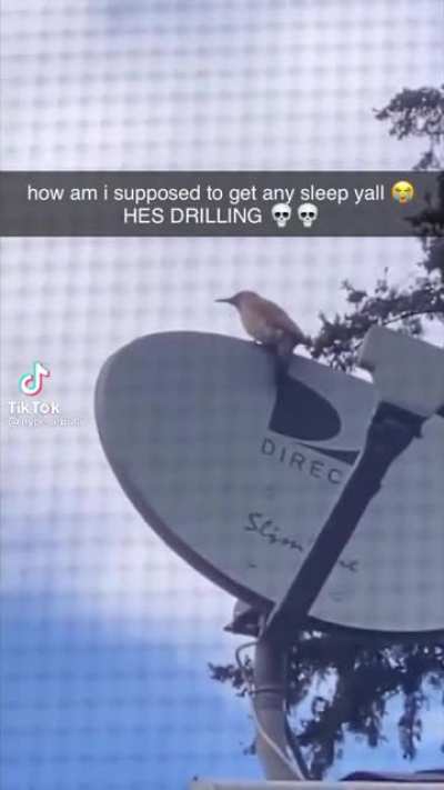 The audacity of this bird&hellip;