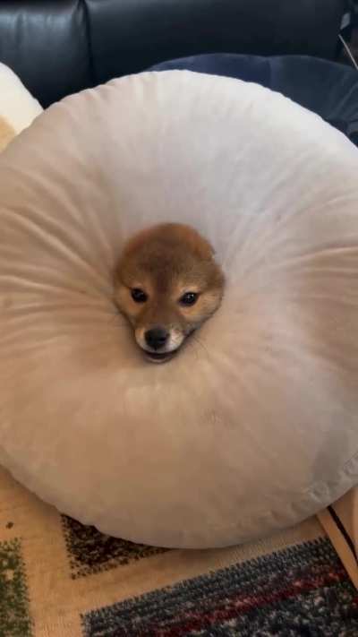 The Dog Got Stuck