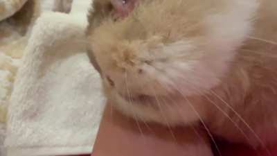 CHEEKS
