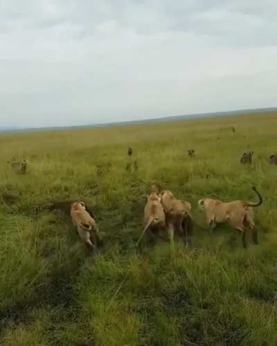 🔥 So glad the pride came for the rescue
