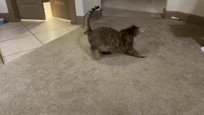 My cat is self-sufficient.