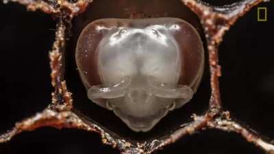 🔥 Transformation from Larva to Bee 🔥