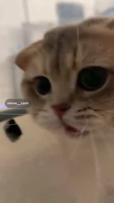 😿📢...