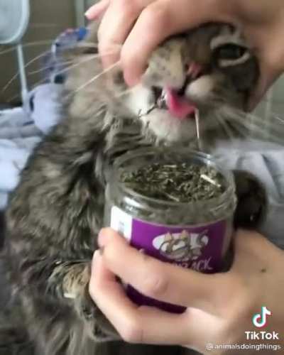 Cat.