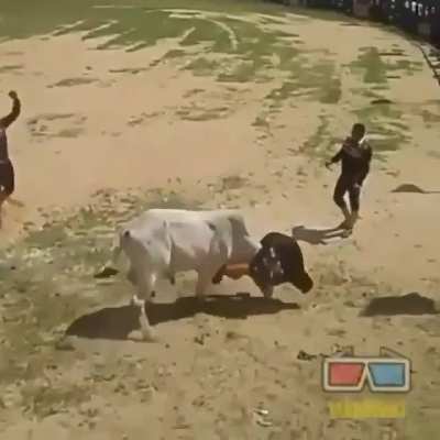 This dude has a very unique way of taming a bull