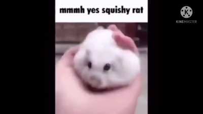 Rat