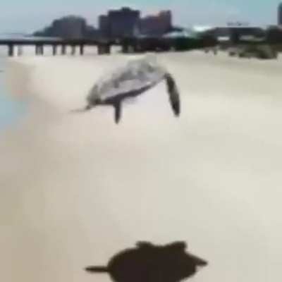 🐢🕊️