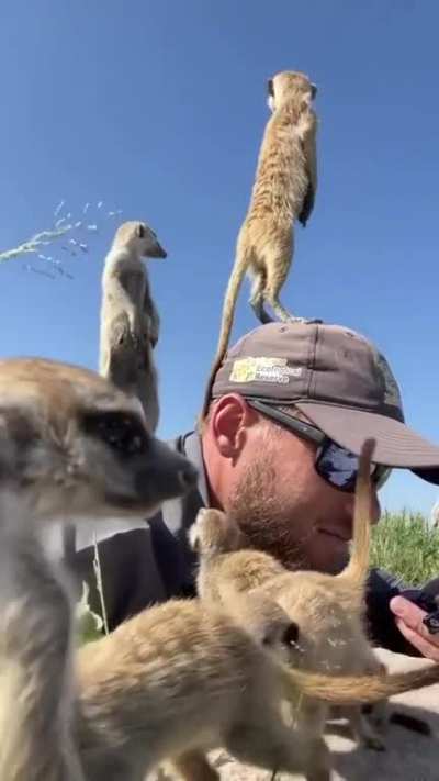 Wild meerkats using a wildlife photographer&rsquo;s as a vantage point