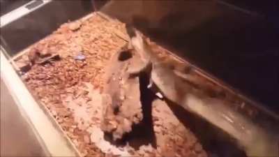 Rat