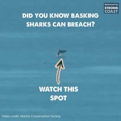 Basking sharks may look like they&rsquo;re running on dial-up, but they&rsquo;ve got a lot more power than they let on.
