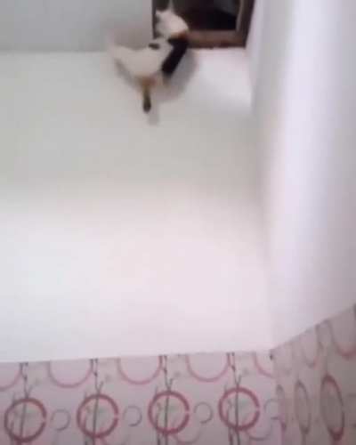 Kaan kedi alırken bir daha d&uuml;ş&uuml;n