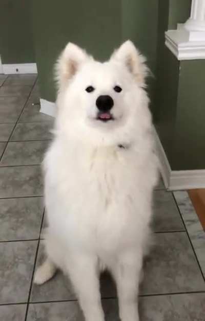 Minty loves to blep