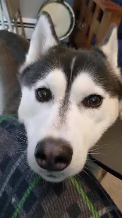 Huskies