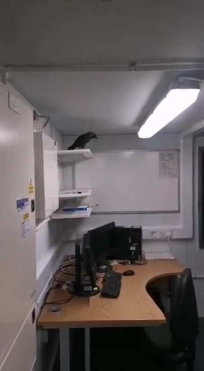 I was called into work 4 times to shut off a building alarm on the weekend turns out it was this guy.