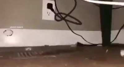 Blursed rat