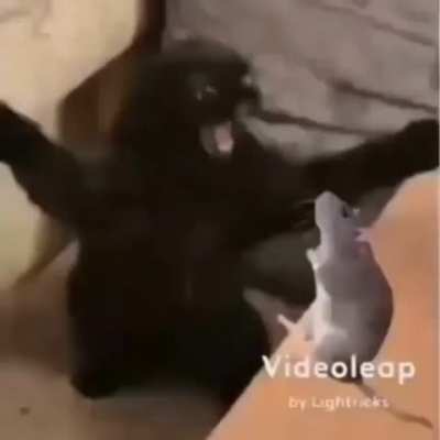 bellissimo