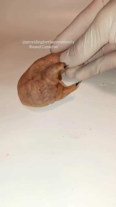 Someone please tell me is this real? It looks so realistic but its so utterly disgusting there's no way it's real. The whole account is him making Upside down lookin ahh creatures and I'm very confused.