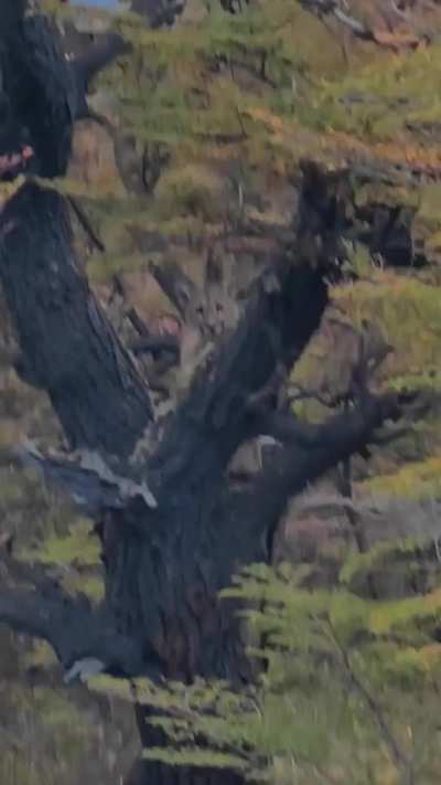 Turistas hacían senderismo en El Chaltén y se encontraron con un pumita observándolos desde un árbol