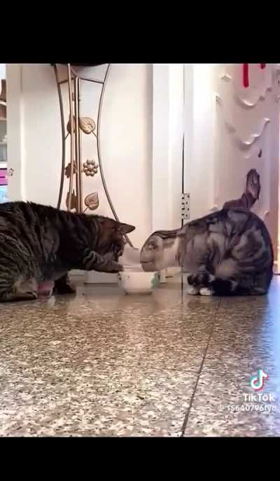 ate os gato