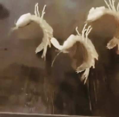 Golden shrimps