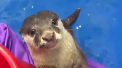 Otter showing a human how to pet him