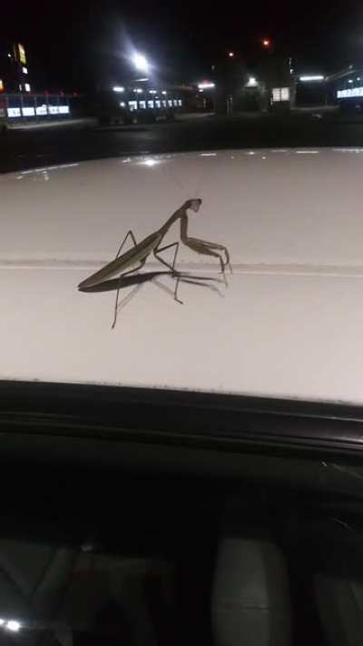 Mantis is patient