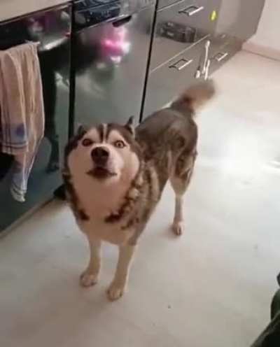 There are people who have pets and there are people who have huskies