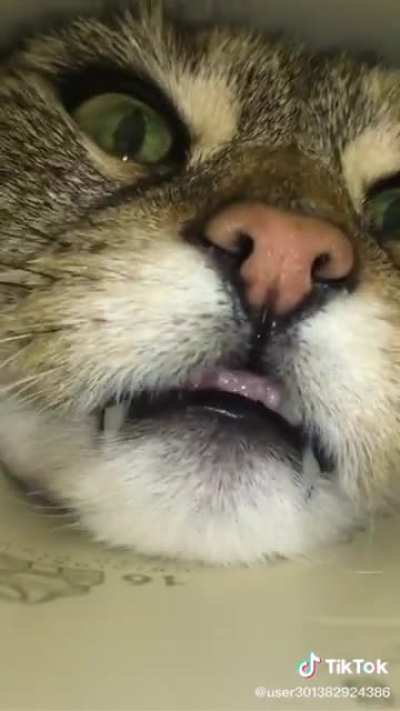 Touch Tha Pringle