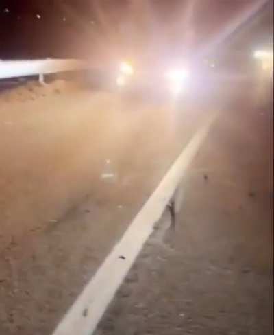 Cop helps Deer of the Highway