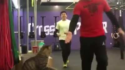 Cat high fives runners.