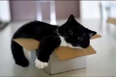 silly cat rule