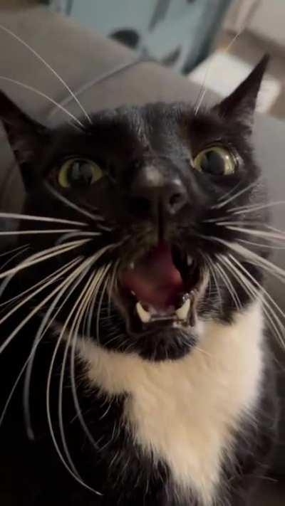 This cat is a trap!