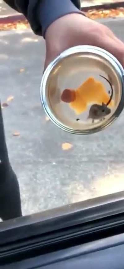 Finally caught it