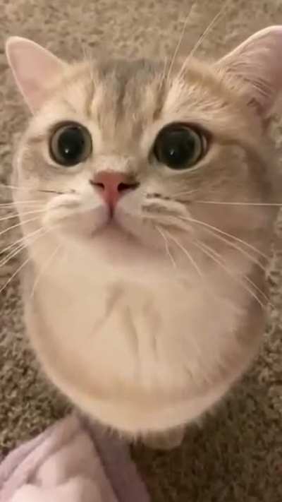 purr