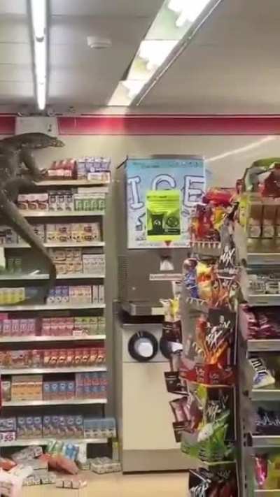 Komodo Dragon scaling shelves in a gas station