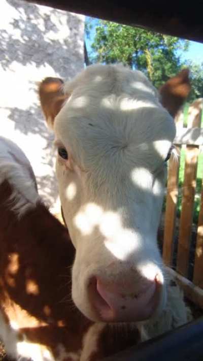PLEASE DON'T BE MEAN, I'M NEW AND I LOVE COWS (*ﾉ&omega;ﾉ)
