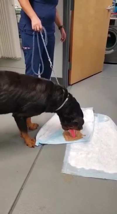 WCGW leaving your dog unattended in the bedroom