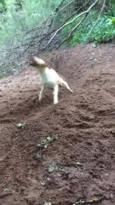 Gonna throw &amp;amp; fetch myself, no need hoomans..