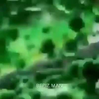 ( working title )
