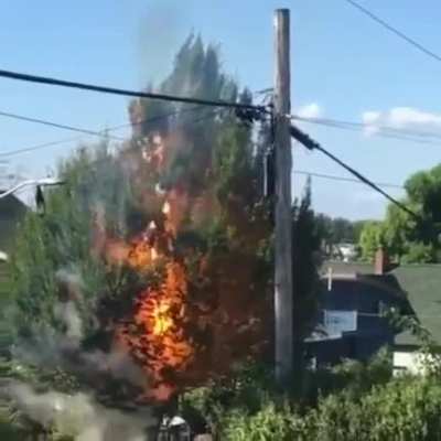 That tree didn&rsquo;t stand a chance