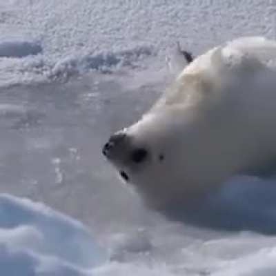 The seal has spoken ../-